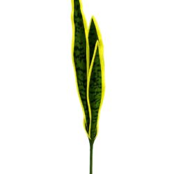 Anopinkieli /Snake Leaf Yellow